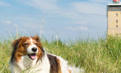 Urlaub mit Hund in Holland – ein Traum für Hundefreunde