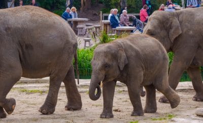 Zoos in Holland – wir stellen dir die schönsten Tierparks vor