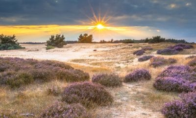 Hoge Veluwe – Nationalpark mit märchenhafter Landschaft