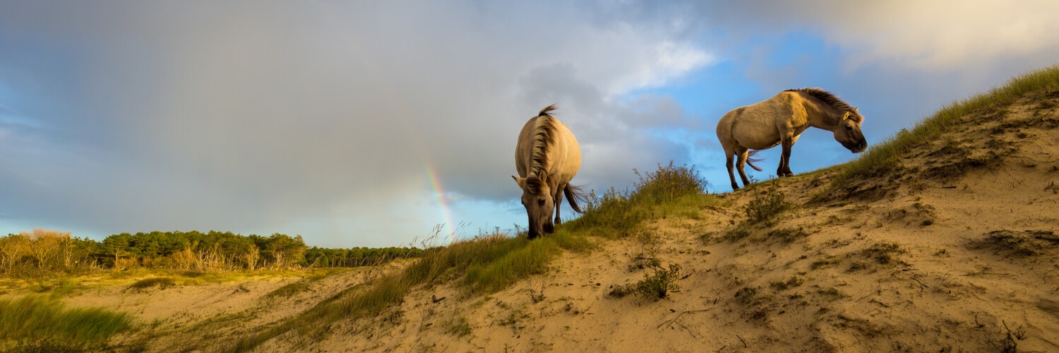 Wassenaar Pferde fressen Grass am Strand